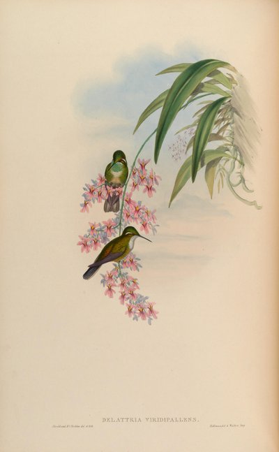 Lampornis viridipallens by John Gould
